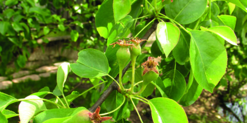 TRADECORP AZ – Fertilizant foliar complex cu microelemente