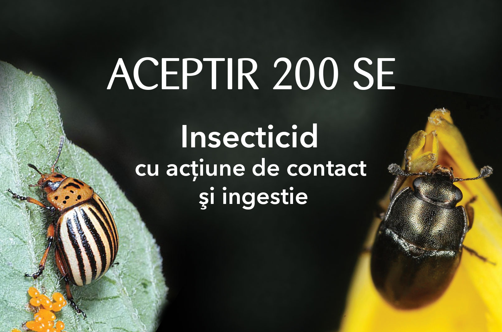 ACEPTIR 200 SE – Insecticid pentru cartof şi rapiţă de toamnă