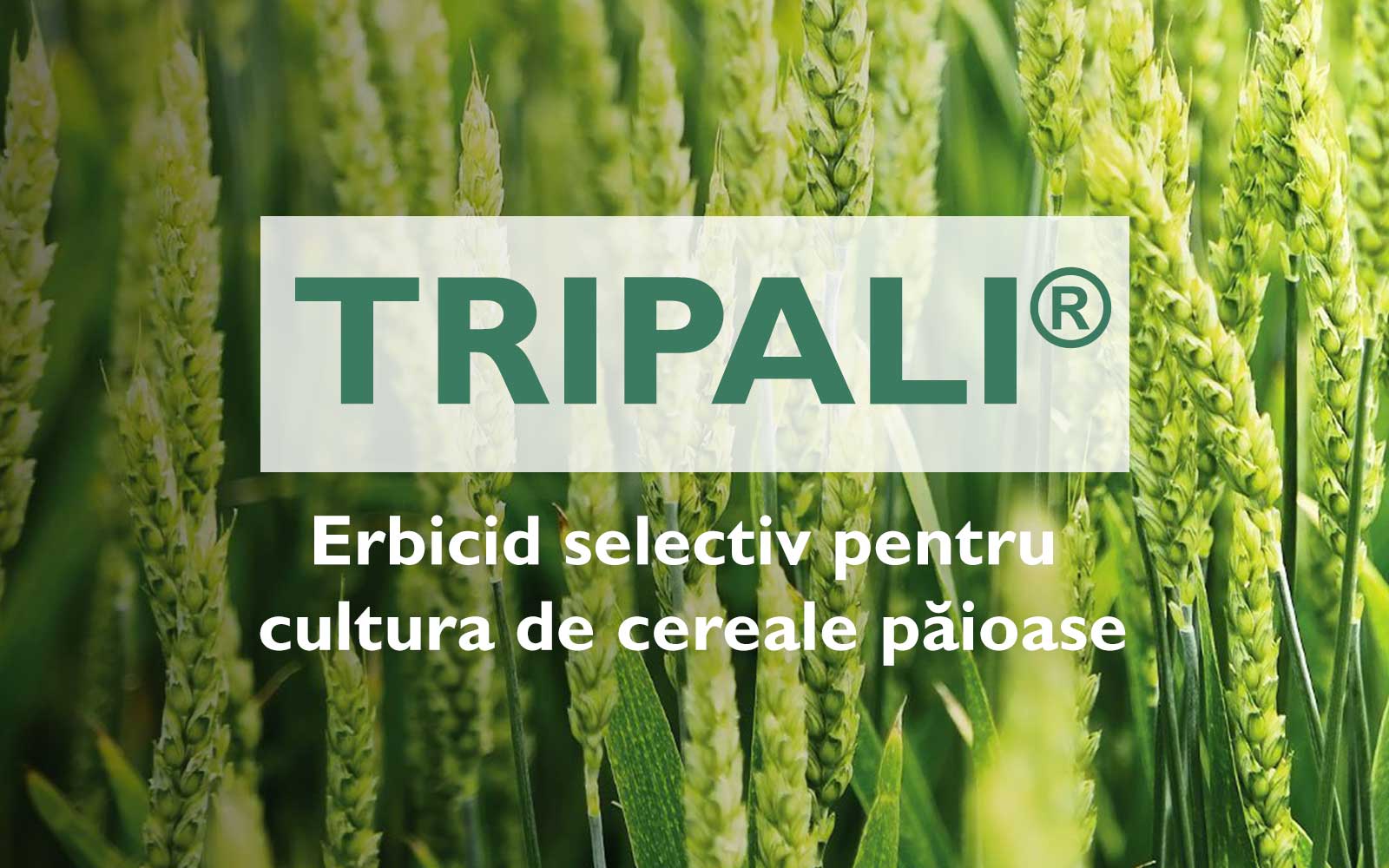 TRIPALI® – Erbicid selectiv pentru cultura de cereale păioase
