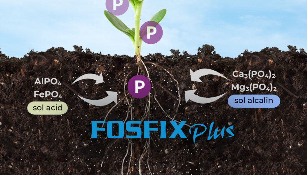 FOSFIX Plus