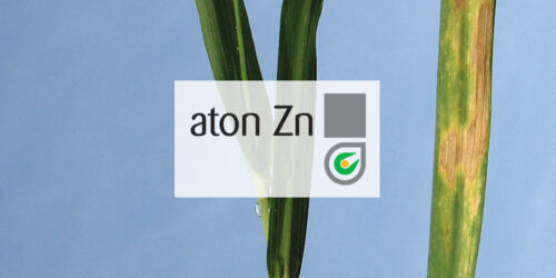 Aton Zn