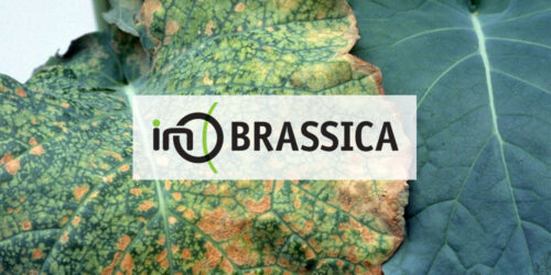Ino Brassica